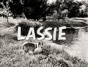 Lassie at lake #1