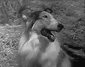 Adventures of Lassie #6