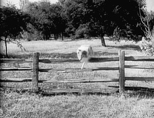 Lassie over fence #1