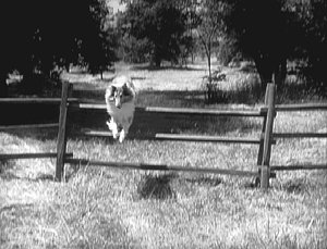 Lassie over fence #2