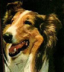 Lassie Junior