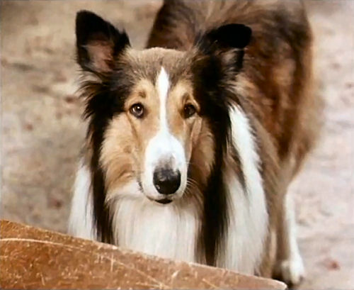 Lassie in 