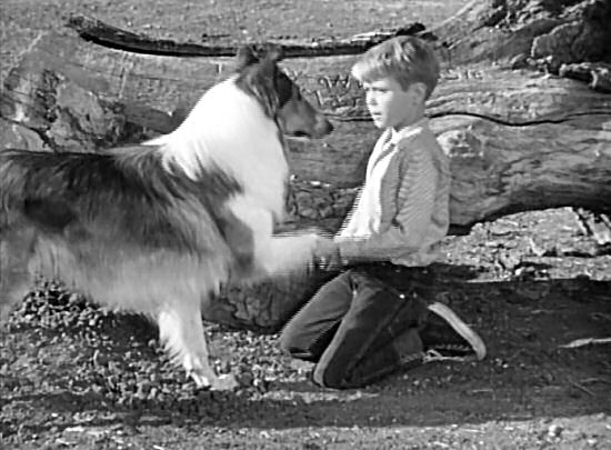 Timmy and Lassie shake hands on their pact