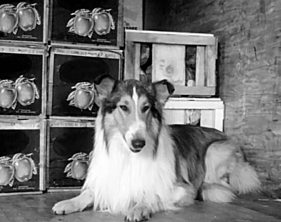 Lassie growls at the truck drivers