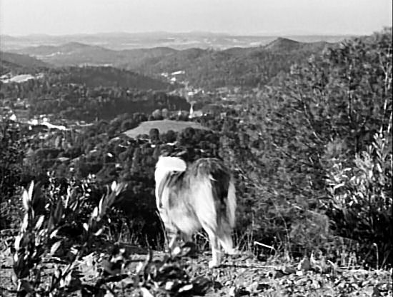 Hundreds of miles between Lassie and home