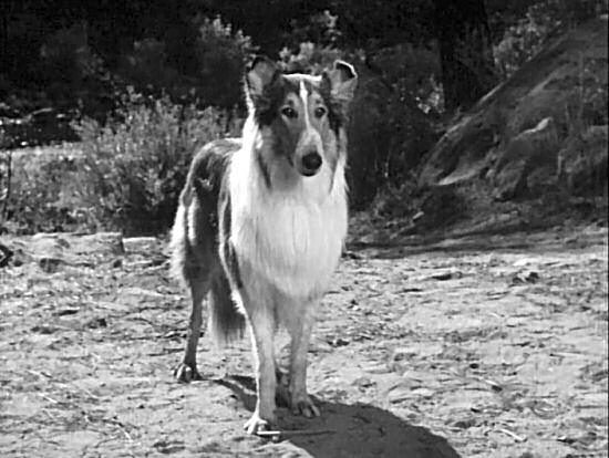 Lassie watches a deer eat