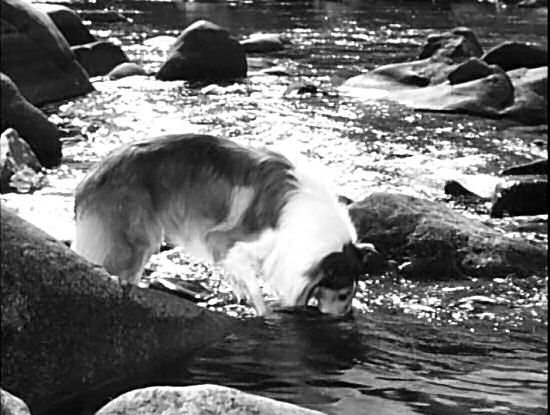 Lassie tries to catch fish