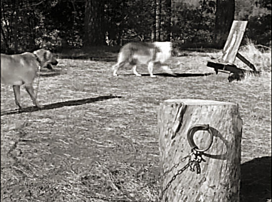 Lassie tricks the chained dog