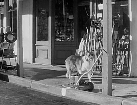 Lassie passes through Lexington