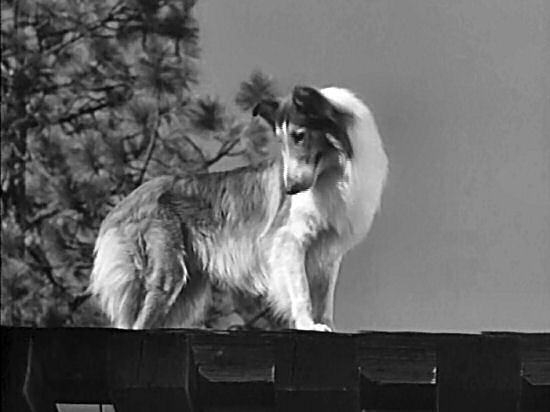 Lassie on the trestle