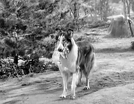 Lassie catches a rabbit