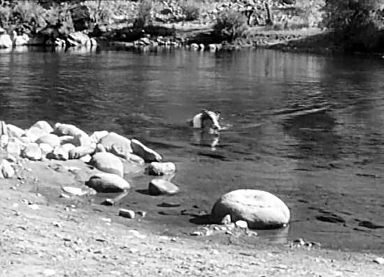 Lassie swims a lake...