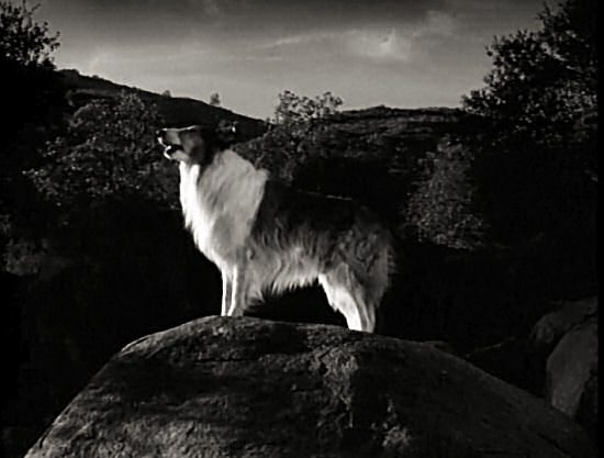 Lassie howls at the moon