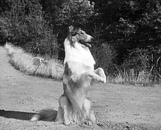 Lassie tries hitchhiking