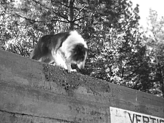 Lassie jumps from the overpass