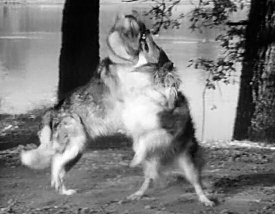 Lassie fights with the wolf