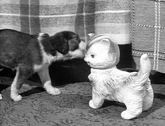 The puppy and Lassie's gift