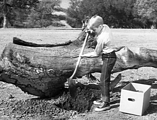 Digging a hole at the fallen tree