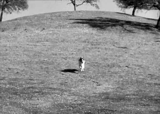 Lassie runs to meet Timmy